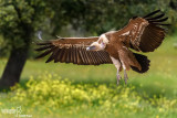 Grifone - Griffon Vulture (Gyps fulvus)