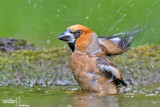 Frosone- Hawfinch (Coccothraustes coccothraustes)