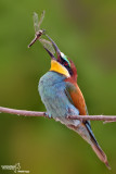 Gruccione-European Bee-eater (Merops apiaster)