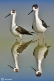 Cavaliere d'Italia-Black-winged Stilt (Himantopus himantopus)