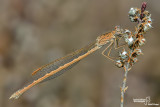 Lestidae - Platycnemididae