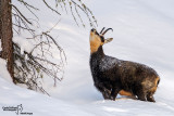 Mammiferi- Mammalia- Mammals