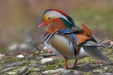 Anatra mandarina-Mandarin Duck (Aix galericulata)