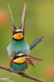 Gruccione-European Bee-eater (Merops apiaster)
