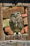 Civetta-Little Owl (Athene noctua)