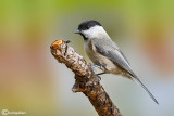 Cincia bigia alpestre- Willow Tit(Poecile montana)
