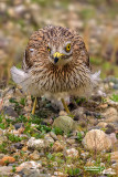 Occhione-Stone-curlew (Burhinus oedicnemus)