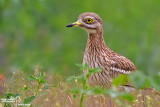 Occhione-Stone-curlew (Burhinus oedicnemus)