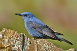 passero solitario87.jpg