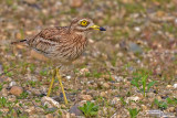 Occhione-Stone-curlew (Burhinus oedicnemus)