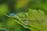 The best of Dragonflies