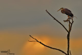 Airone rosso-Purple Heron (Ardea purpurea)