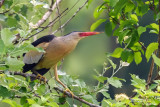 Galliformes-Ardeidae