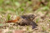 DSC_751721.jpg