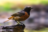 Birds - My favorite shots