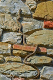 Rettili- Reptilia - Reptiles