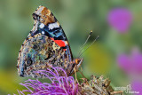 vanessa_atalanta43.jpg
