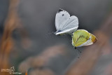 DSC_36672.jpg