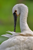 Birds - My favorite shots