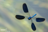 Best of insects in flight