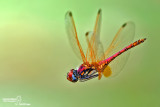 DSC_61716.jpg