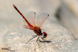 Libellulidae