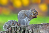 DSC_895810.jpg