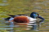 DSC_90066.jpg