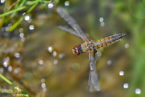 Best of insects in flight