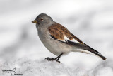 Emberizidae-Passeridae