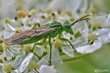 Imenotteri- Hymenoptera