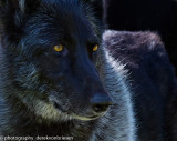 001_sedona-wolf-week-plan-b.jpg