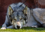 015_sedona-wolf-week-plan-b.jpg