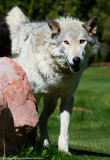 019_sedona-wolf-week-plan-b.jpg