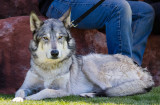 020_sedona-wolf-week-plan-b.jpg