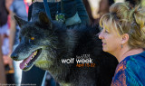 032_sedona-wolf-week-plan-b.jpg