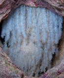 Octopus Eggs 2017