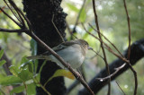 Bird, Forest of Laurisilva.