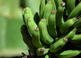 Canarian banana