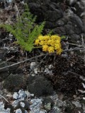 A Tiny Biscuitroot