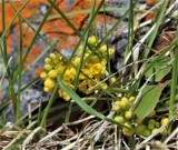 Creeping Oregon-grape, Mahonia aquifolium