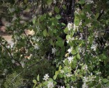 Serviceberry