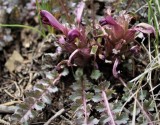 Dwarf Lousewort