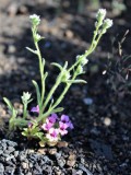 Monkeyflower and Stickseed