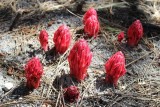 Sarcodes sanguinea, Snow Plant
