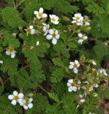 Chamaebatia foliosa, Mountain Misery