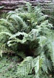 Polystichum munitum, Sword Fern