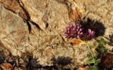 A Clover