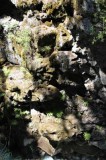Adiantum pedatum, Five-finger Fern