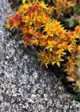 A Sedum Lights the Summer